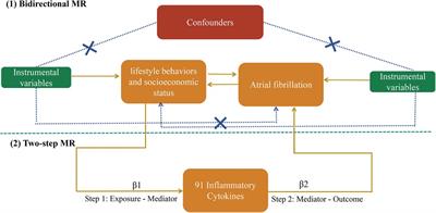 Exploring the effect of lifestyle behaviors and socioeconomic status on atrial fibrillation: the mediating role of 91 inflammatory cytokines